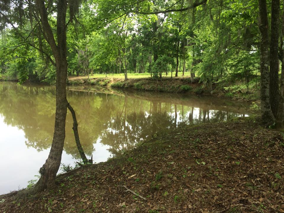 Lake Lot Mulching Clearing