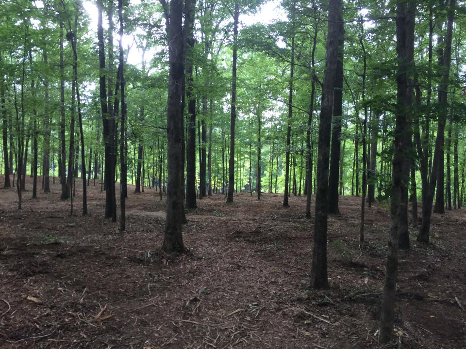 Bobcat Services Land Clearing Mulching